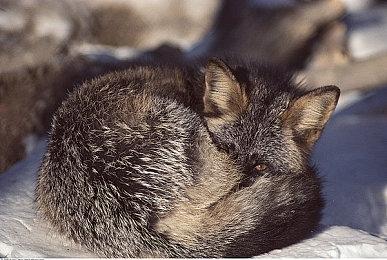 《噩梦骑士》重制版推迟至明年春发行 登陆NS＆移动端